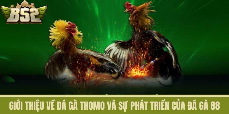Giới thiệu về Đá Gà Thomo và Sự Phát Triển của Đá Gà 88