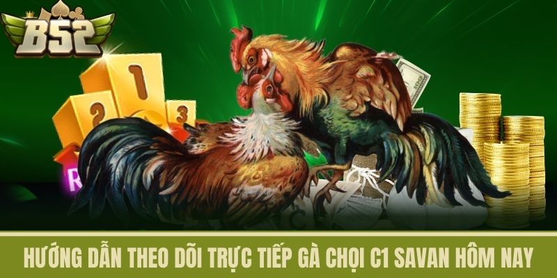 Hướng Dẫn Theo Dõi Trực Tiếp Gà Chọi C1 Savan Hôm Nay