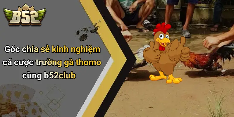 Góc chia sẻ kinh nghiệm cá cược trường gà thomo cùng b52club