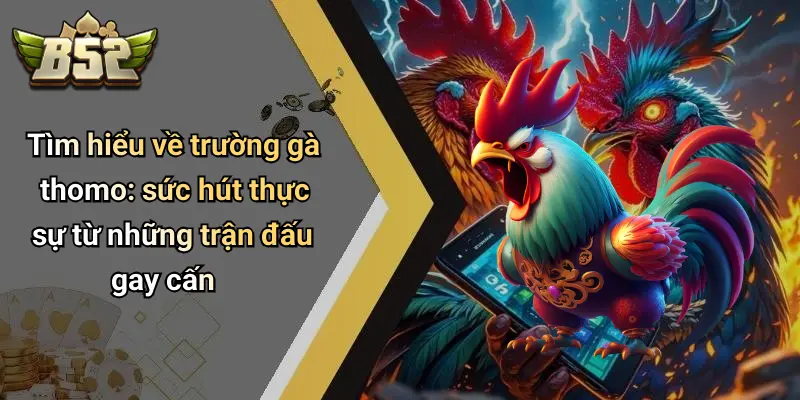 Tìm hiểu về trường gà thomo: sức hút thực sự từ những trận đấu gay cấn