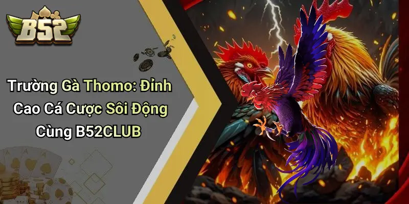 Trường Gà Thomo: Đỉnh Cao Cá Cược Sôi Động Cùng B52CLUB